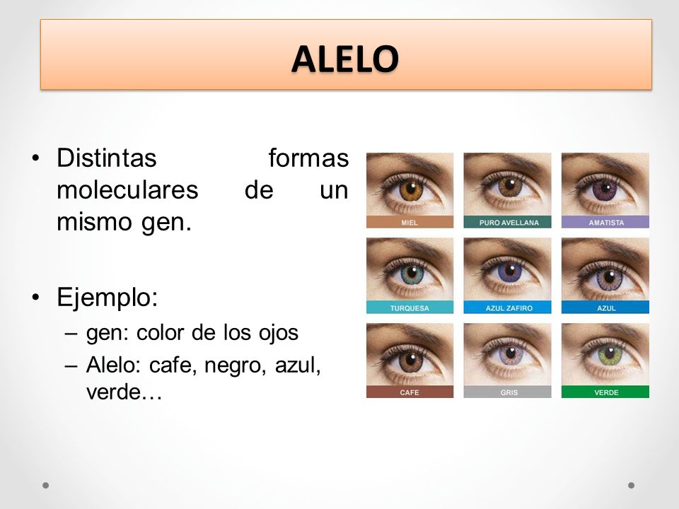 ALELO Distintas formas moleculares de un mismo gen. Ejemplo: