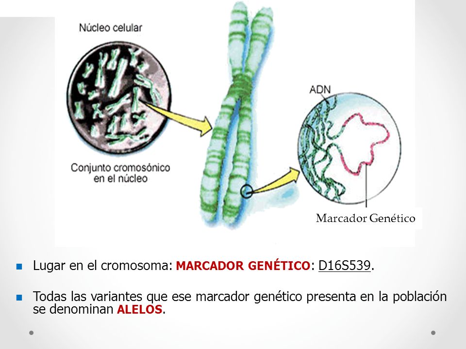 Lugar en el cromosoma: MARCADOR GENÉTICO: D16S539.