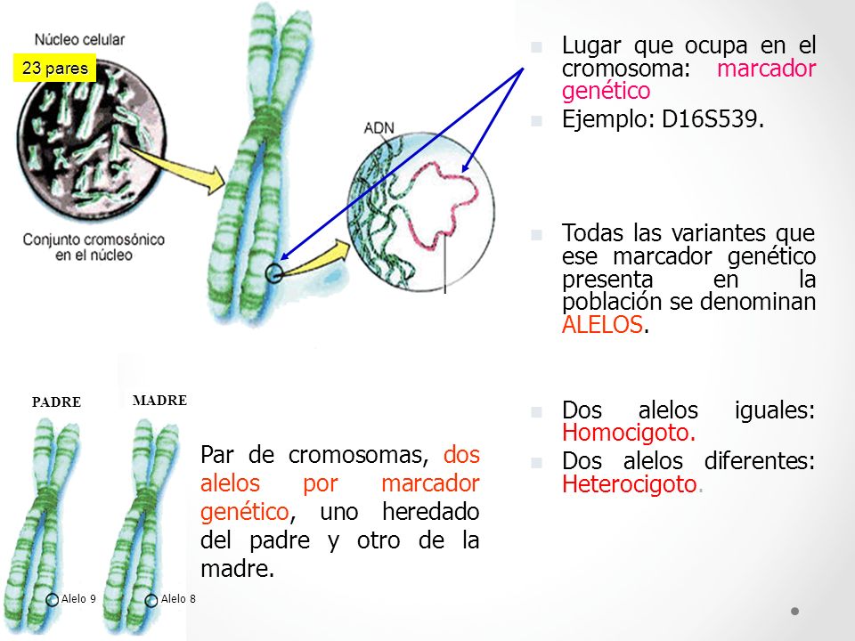 Lugar que ocupa en el cromosoma: marcador genético Ejemplo: D16S539.