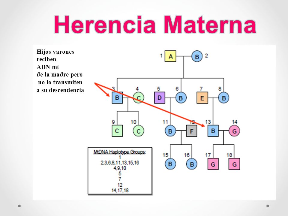 Herencia Materna Hijos varones reciben ADN mt de la madre pero