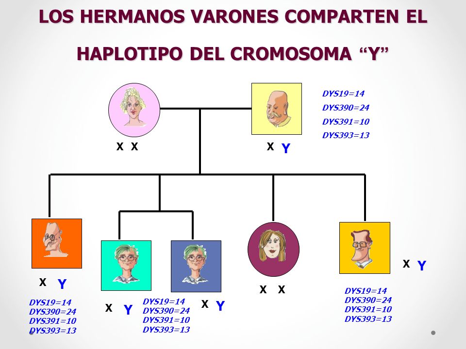 LOS HERMANOS VARONES COMPARTEN EL HAPLOTIPO DEL CROMOSOMA Y