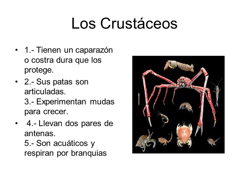 Los Crustáceos 1.- Tienen un caparazón o costra dura que los protege.