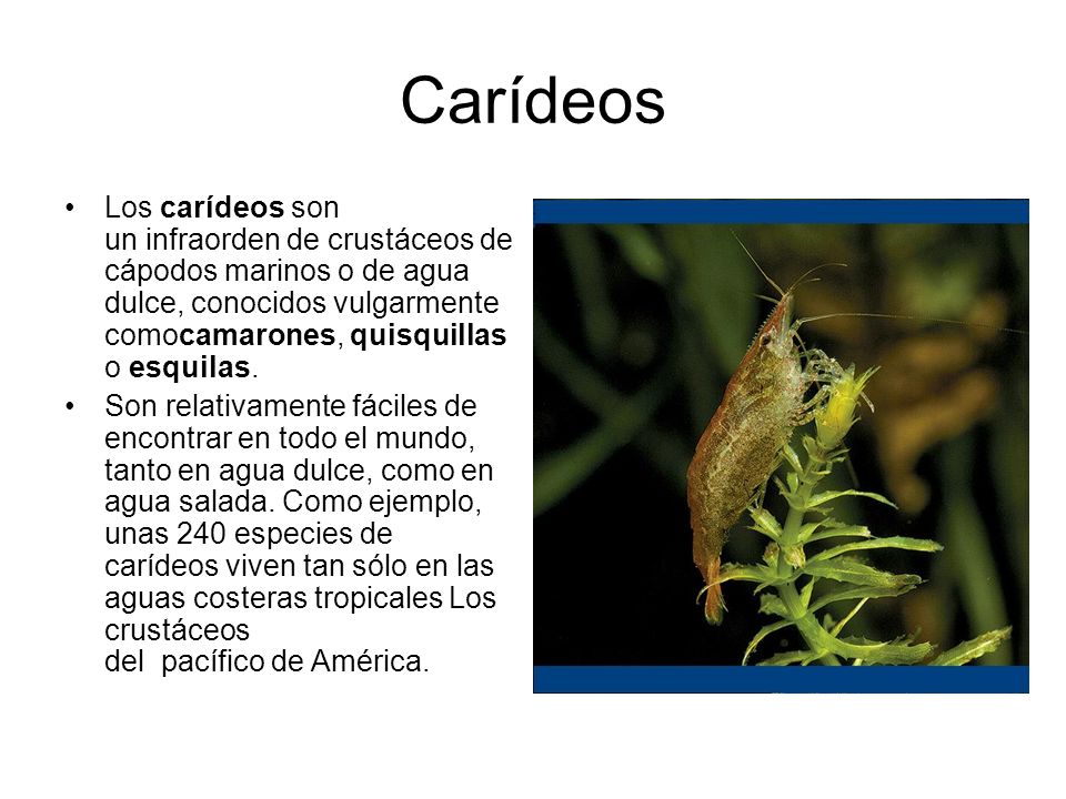 Carídeos Los carídeos son un infraorden de crustáceos decápodos marinos o de agua dulce, conocidos vulgarmente comocamarones, quisquillas o esquilas.