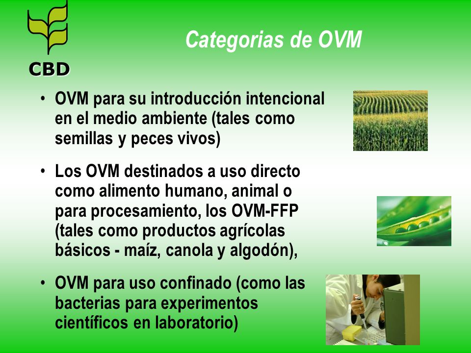 Categorias de OVM CBD. OVM para su introducción intencional en el medio ambiente (tales como semillas y peces vivos)