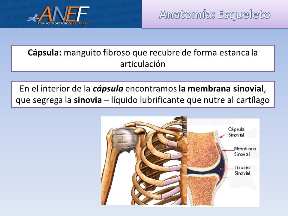 Cápsula: manguito fibroso que recubre de forma estanca la articulación