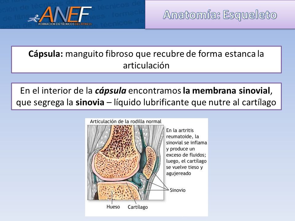 Cápsula: manguito fibroso que recubre de forma estanca la articulación
