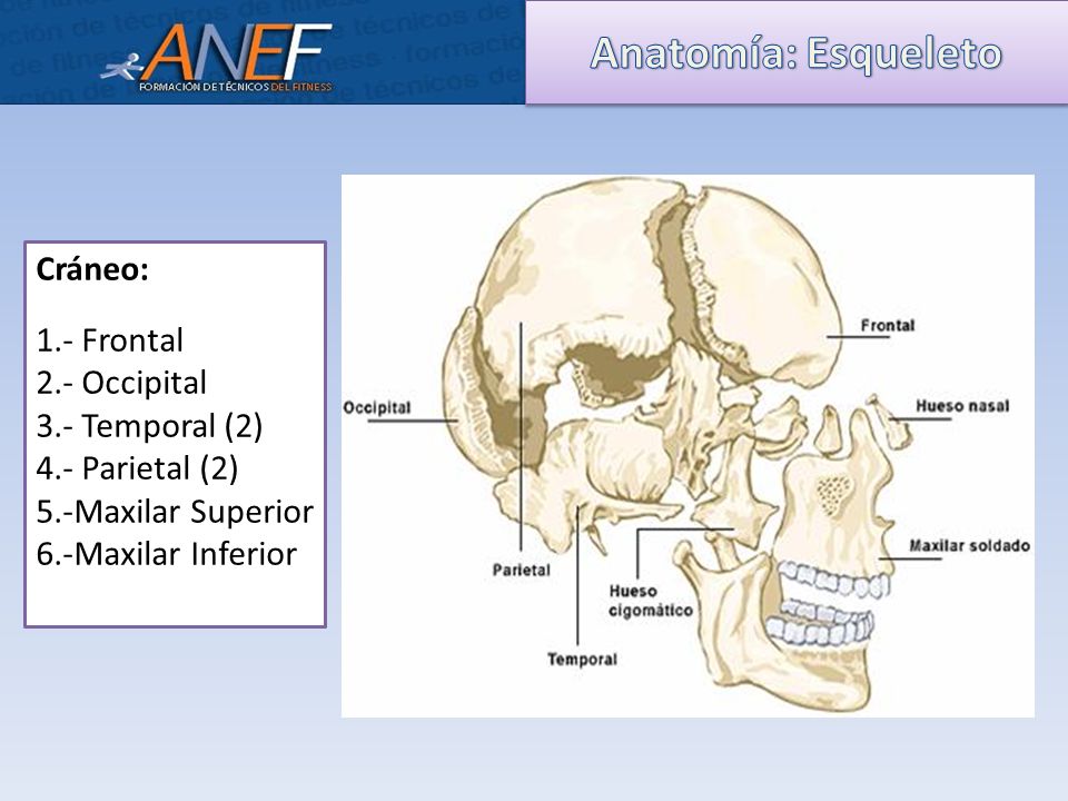 Anatomía: Esqueleto Cráneo: 1.- Frontal 2.- Occipital 3.- Temporal (2)
