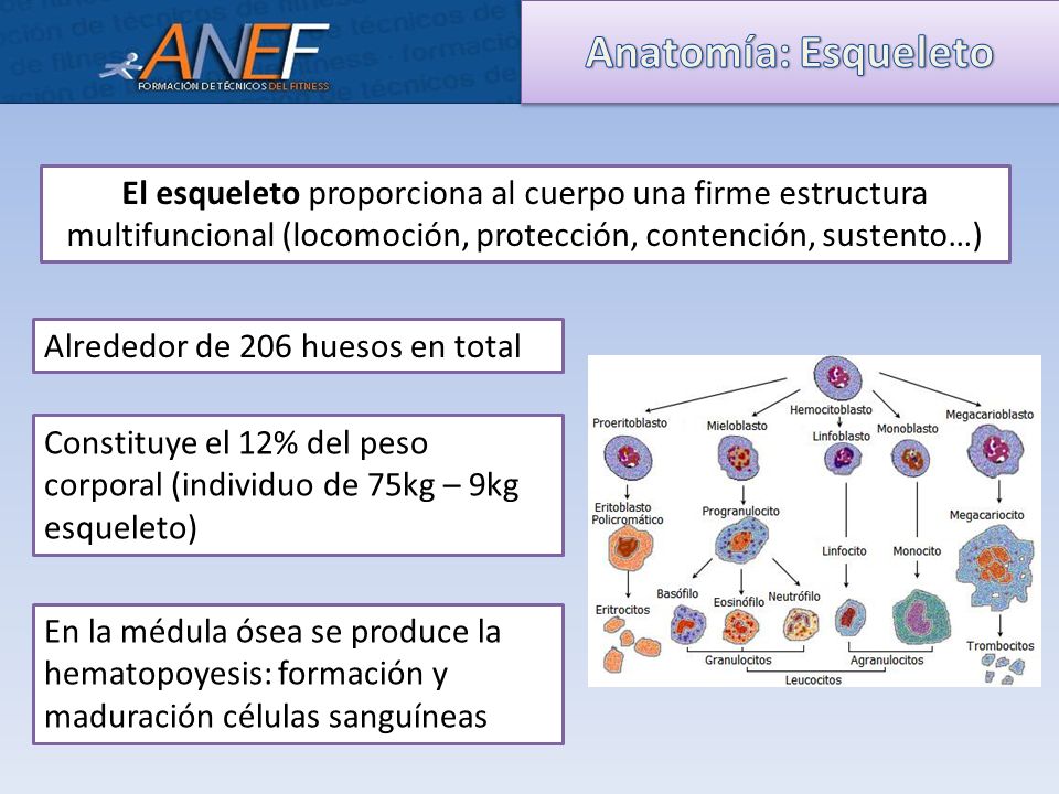 Anatomía: Esqueleto El esqueleto proporciona al cuerpo una firme estructura multifuncional (locomoción, protección, contención, sustento…)