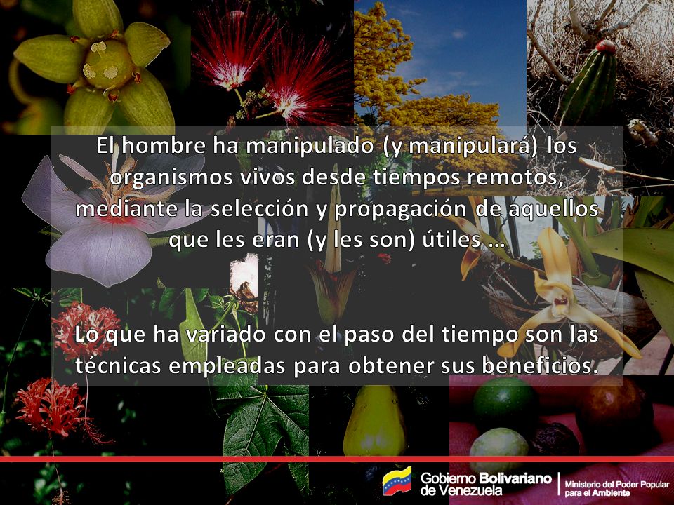 El hombre ha manipulado (y manipulará) los organismos vivos desde tiempos remotos, mediante la selección y propagación de aquellos que les eran (y les son) útiles …