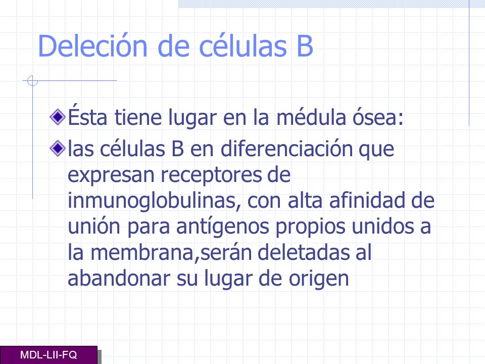 Deleción de células B Ésta tiene lugar en la médula ósea: