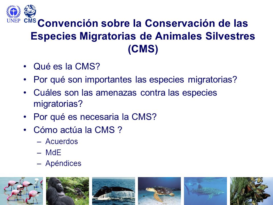 Convención sobre la Conservación de las Especies Migratorias de Animales Silvestres (CMS)