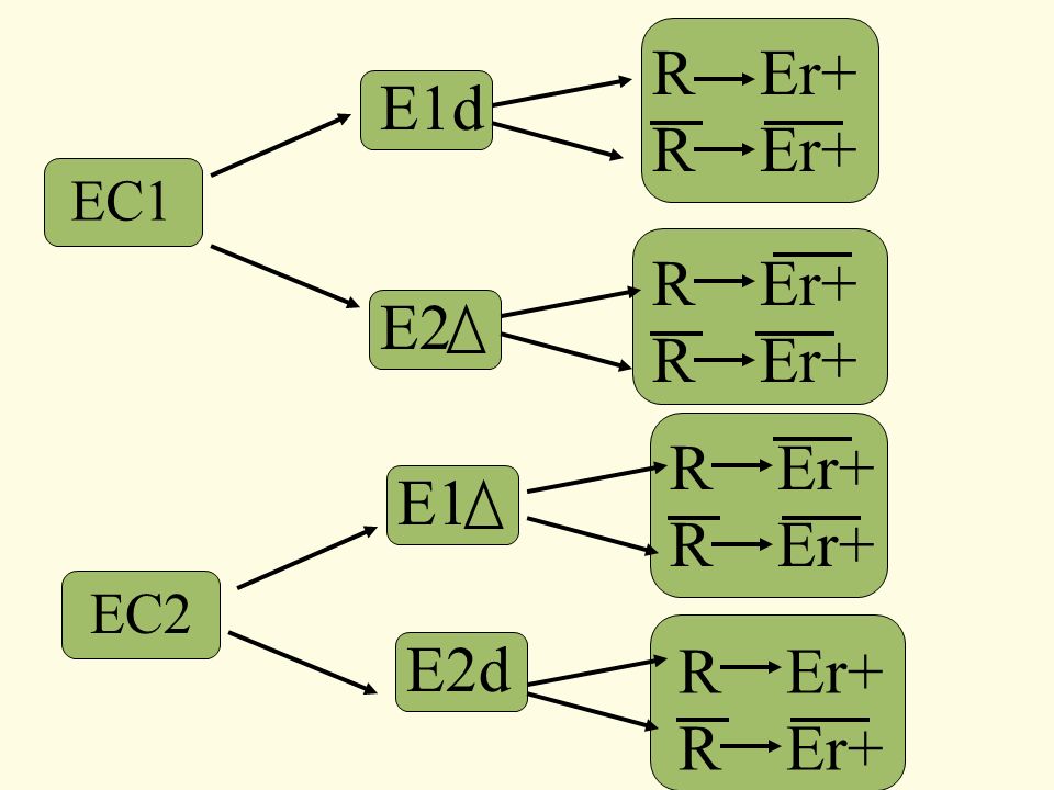 R Er+ E1d EC1 R Er+ E2 R Er+ E1 EC2 E2d R Er+