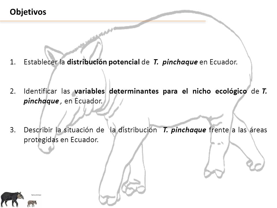 Objetivos Establecer la distribución potencial de T. pinchaque en Ecuador.