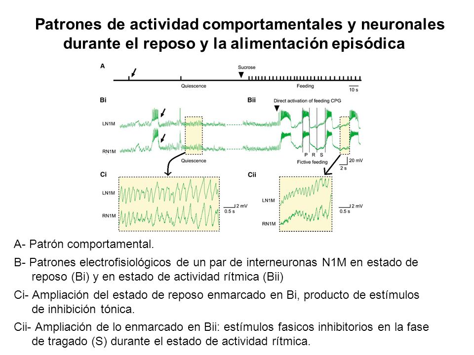 Patrones de actividad comportamentales y neuronales durante el reposo y la alimentación episódica
