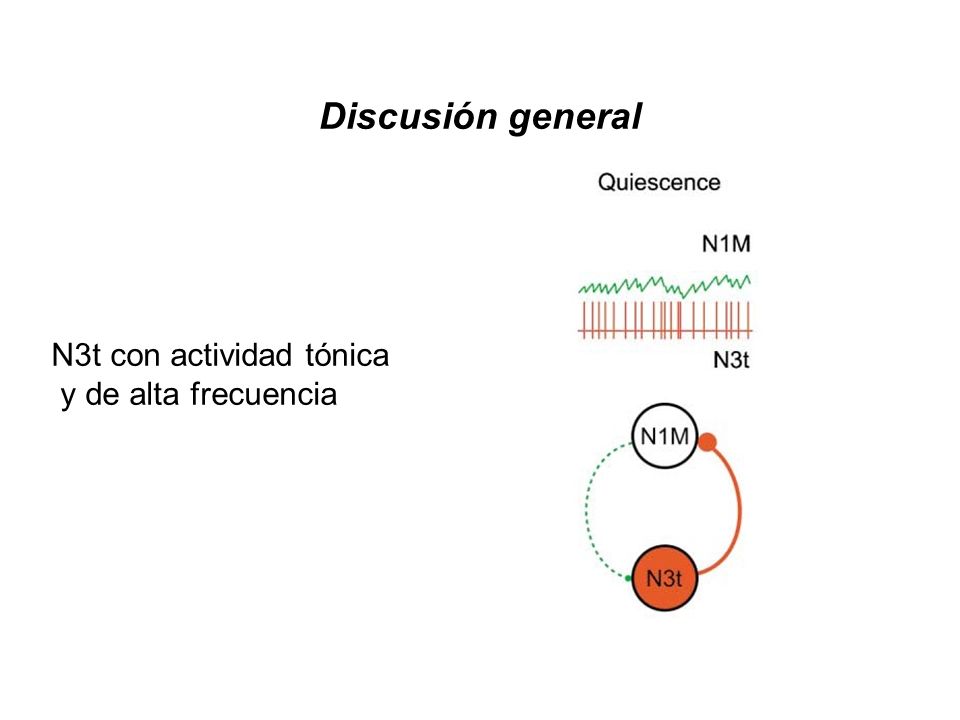 Discusión general N3t con actividad tónica y de alta frecuencia
