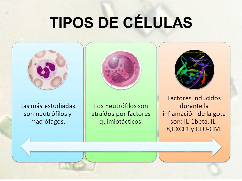 TIPOS DE CÉLULAS Las más estudiadas son neutrófilos y macrófagos.