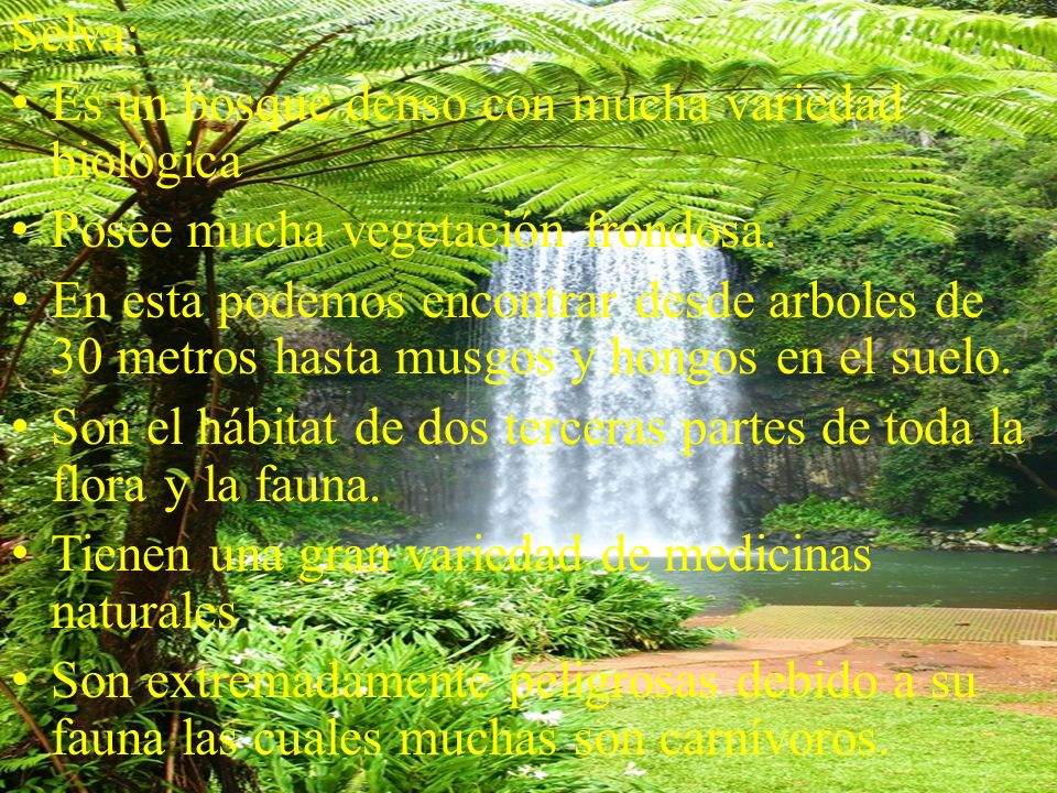 Selva: Es un bosque denso con mucha variedad biológica. Posee mucha vegetación frondosa.
