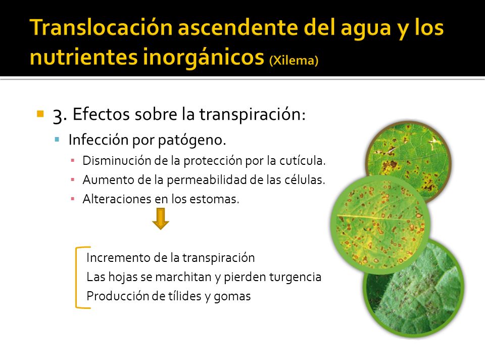 Translocación ascendente del agua y los nutrientes inorgánicos (Xilema)