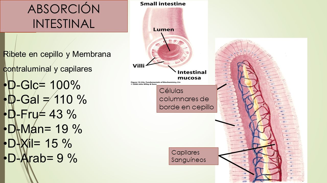 ABSORCIÓN INTESTINAL •D-Glc= 100% •D-Gal = 110 % •D-Fru= 43 %