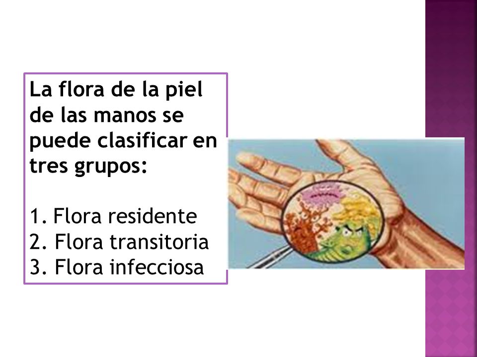 La flora de la piel de las manos se puede clasificar en tres grupos: