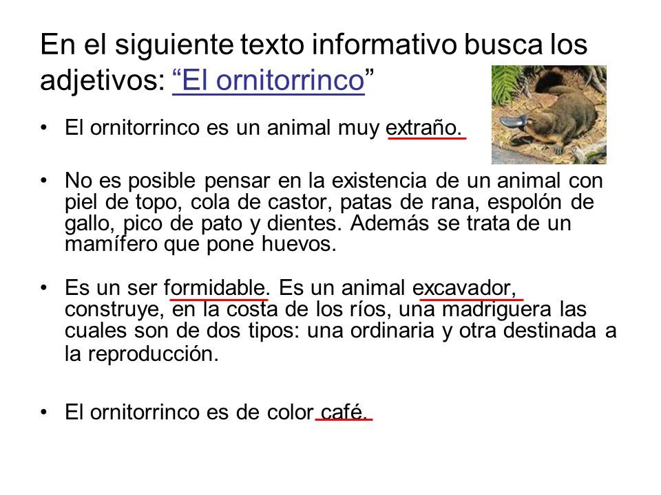 En el siguiente texto informativo busca los adjetivos: El ornitorrinco