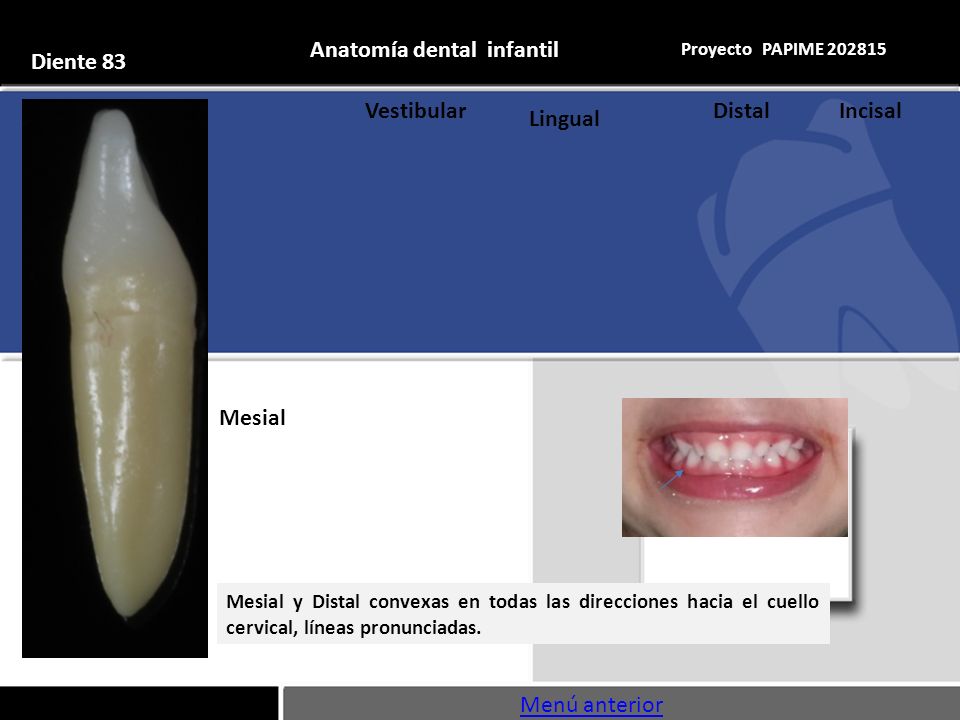 Anatomía dental infantil Diente 83