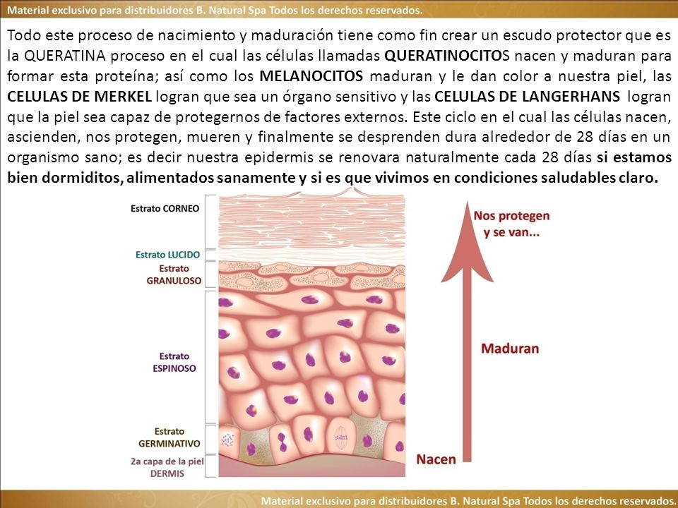 Todo este proceso de nacimiento y maduración tiene como fin crear un escudo protector que es la QUERATINA proceso en el cual las células llamadas QUERATINOCITOS nacen y maduran para formar esta proteína; así como los MELANOCITOS maduran y le dan color a nuestra piel, las CELULAS DE MERKEL logran que sea un órgano sensitivo y las CELULAS DE LANGERHANS logran que la piel sea capaz de protegernos de factores externos.