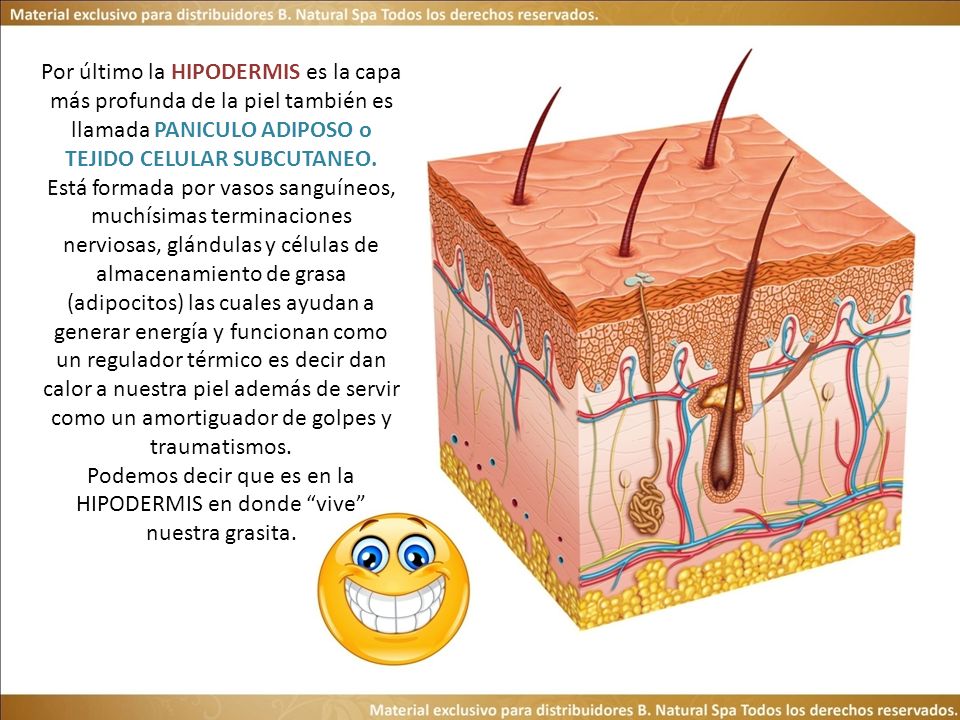 Podemos decir que es en la HIPODERMIS en donde vive nuestra grasita.