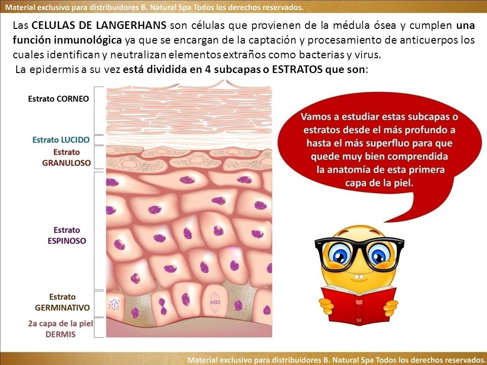 Las CELULAS DE LANGERHANS son células que provienen de la médula ósea y cumplen una función inmunológica ya que se encargan de la captación y procesamiento de anticuerpos los cuales identifican y neutralizan elementos extraños como bacterias y virus.