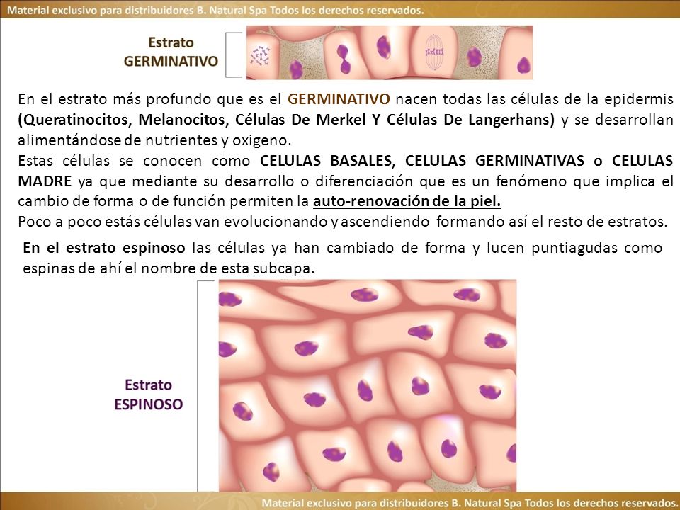 En el estrato más profundo que es el GERMINATIVO nacen todas las células de la epidermis (Queratinocitos, Melanocitos, Células De Merkel Y Células De Langerhans) y se desarrollan alimentándose de nutrientes y oxigeno.