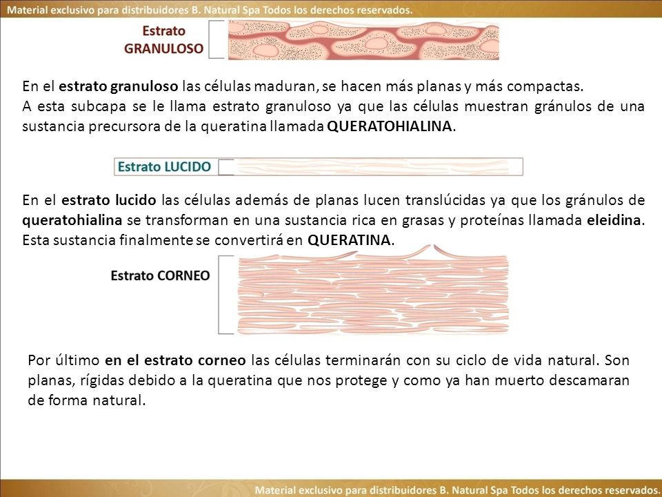 En el estrato granuloso las células maduran, se hacen más planas y más compactas.