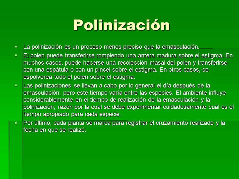 Polinización La polinización es un proceso menos preciso que la emasculación.
