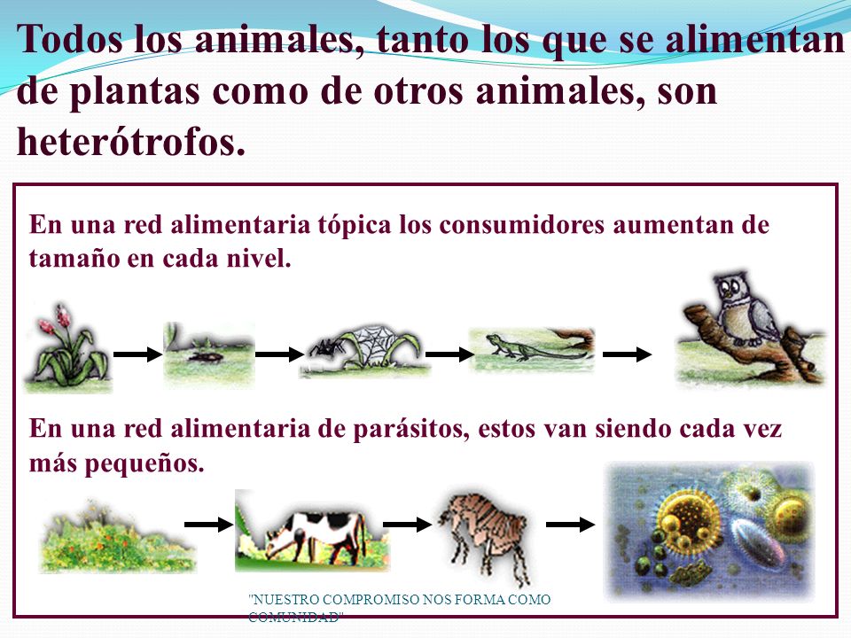 Todos los animales, tanto los que se alimentan de plantas como de otros animales, son heterótrofos.