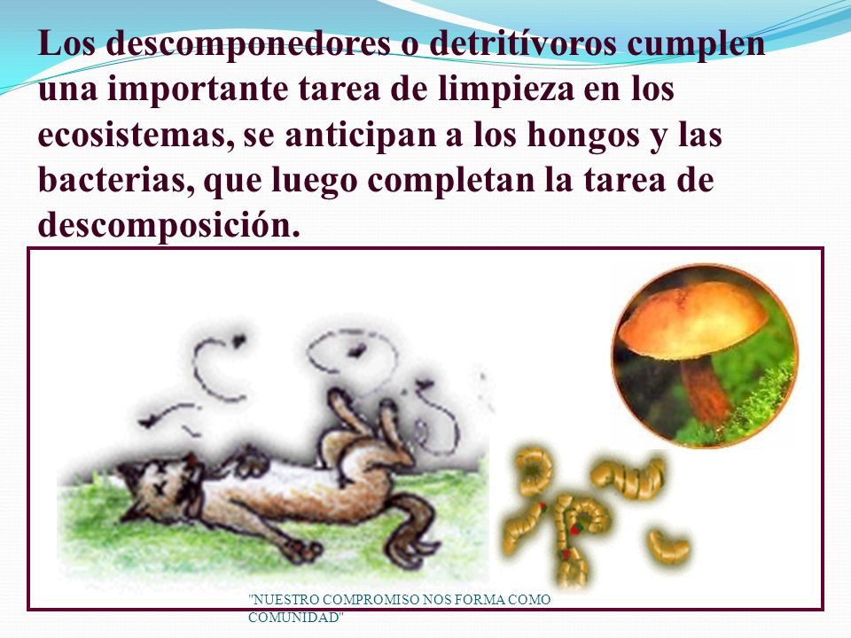 Los descomponedores o detritívoros cumplen una importante tarea de limpieza en los ecosistemas, se anticipan a los hongos y las bacterias, que luego completan la tarea de descomposición.