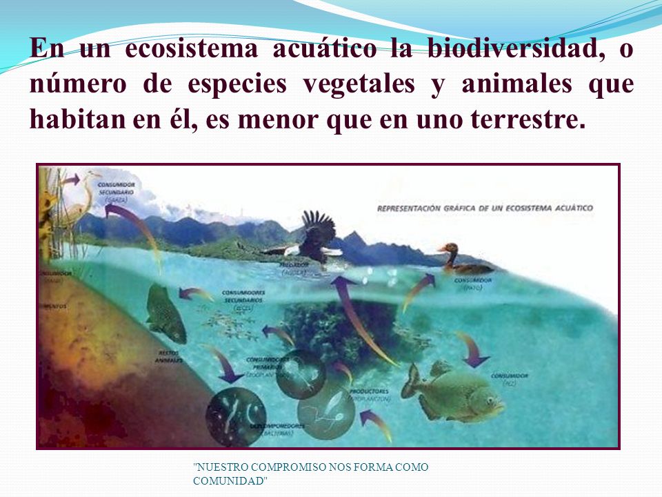 En un ecosistema acuático la biodiversidad, o número de especies vegetales y animales que habitan en él, es menor que en uno terrestre.