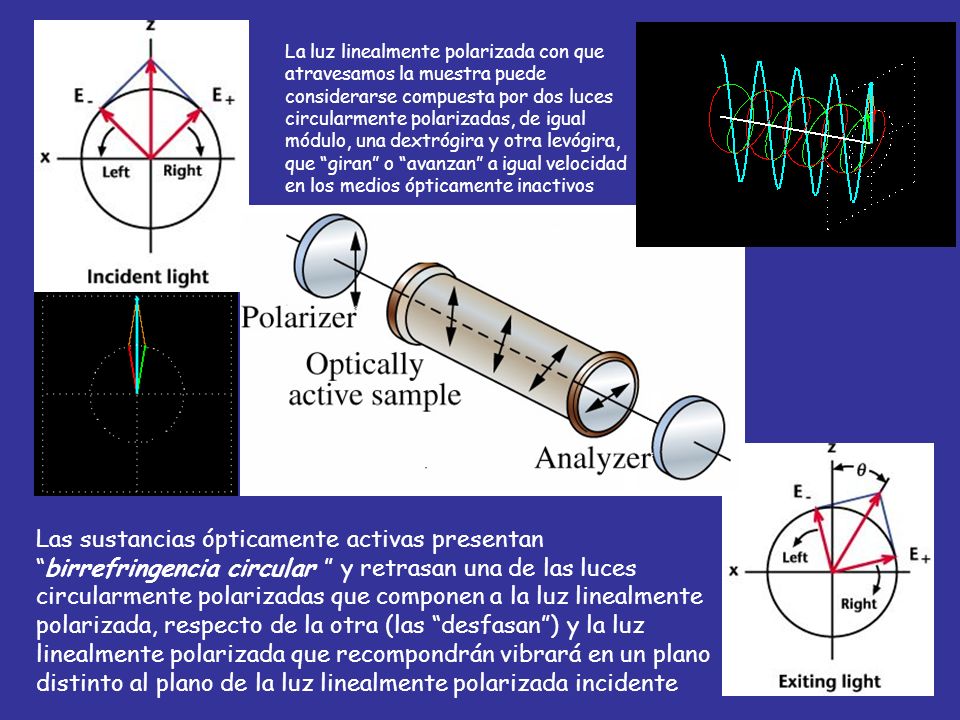 La luz linealmente polarizada con que atravesamos la muestra puede considerarse compuesta por dos luces circularmente polarizadas, de igual módulo, una dextrógira y otra levógira, que giran o avanzan a igual velocidad en los medios ópticamente inactivos