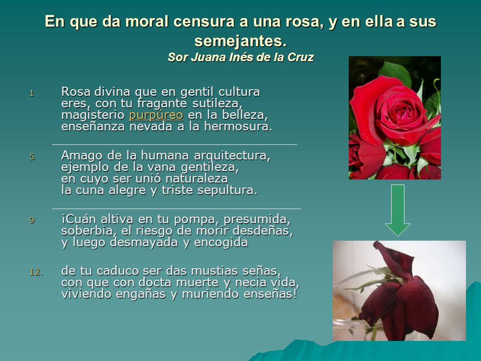 En que da moral censura a una rosa, y en ella a sus semejantes