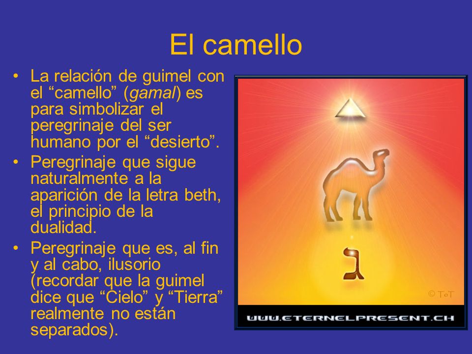 El camello La relación de guimel con el camello (gamal) es para simbolizar el peregrinaje del ser humano por el desierto .
