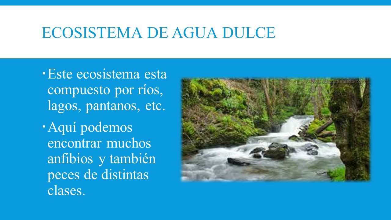 Características de los ecosistemas acuáticos - ppt video online descargar