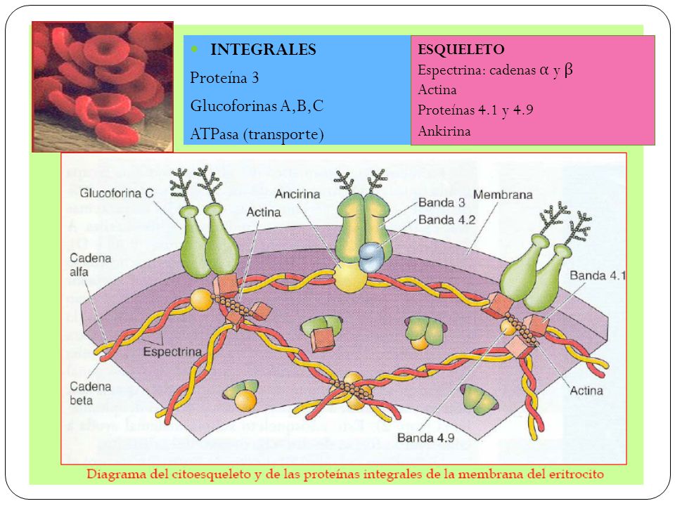 INTEGRALES Proteína 3 Glucoforinas A,B,C ATPasa (transporte) ESQUELETO