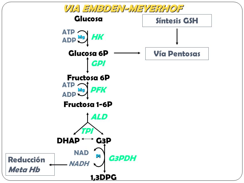 VIA EMBDEN-MEYERHOF Glucosa Vía Pentosas Síntesis GSH HK Glucosa 6P