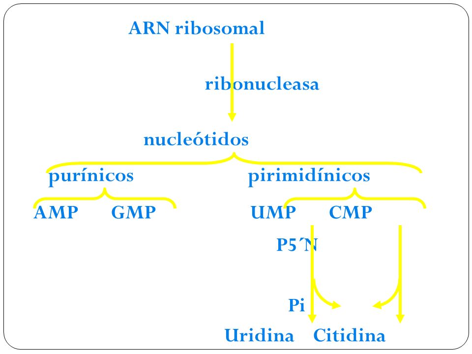 ARN ribosomal ribonucleasa. nucleótidos. purínicos pirimidínicos. AMP GMP UMP CMP.