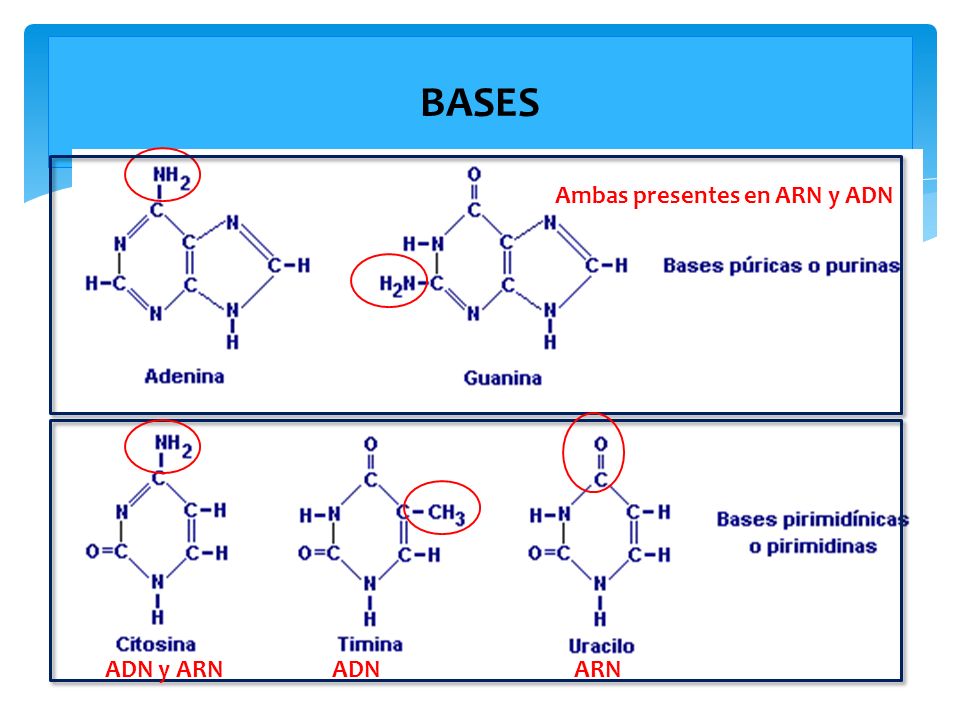 BASES Ambas presentes en ARN y ADN ADN y ARN ADN ARN