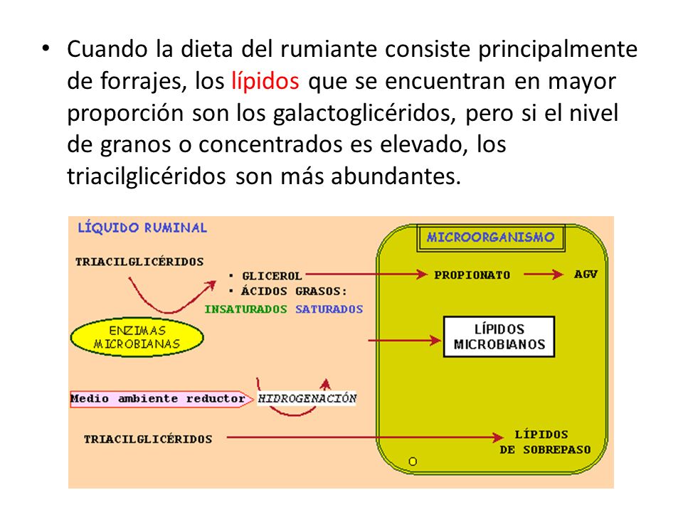Cuando la dieta del rumiante consiste principalmente de forrajes, los lípidos que se encuentran en mayor proporción son los galactoglicéridos, pero si el nivel de granos o concentrados es elevado, los triacilglicéridos son más abundantes.