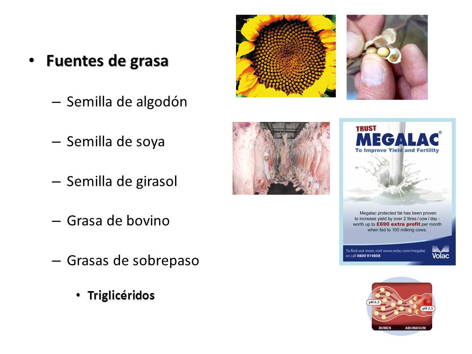 Fuentes de grasa Semilla de algodón Semilla de soya Semilla de girasol