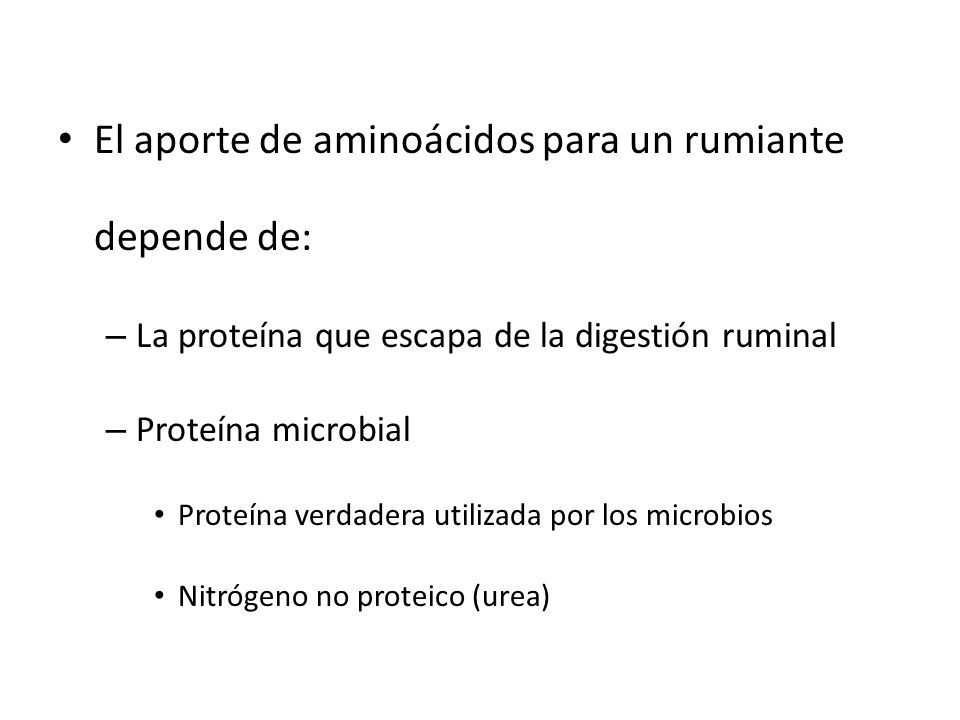 El aporte de aminoácidos para un rumiante depende de: