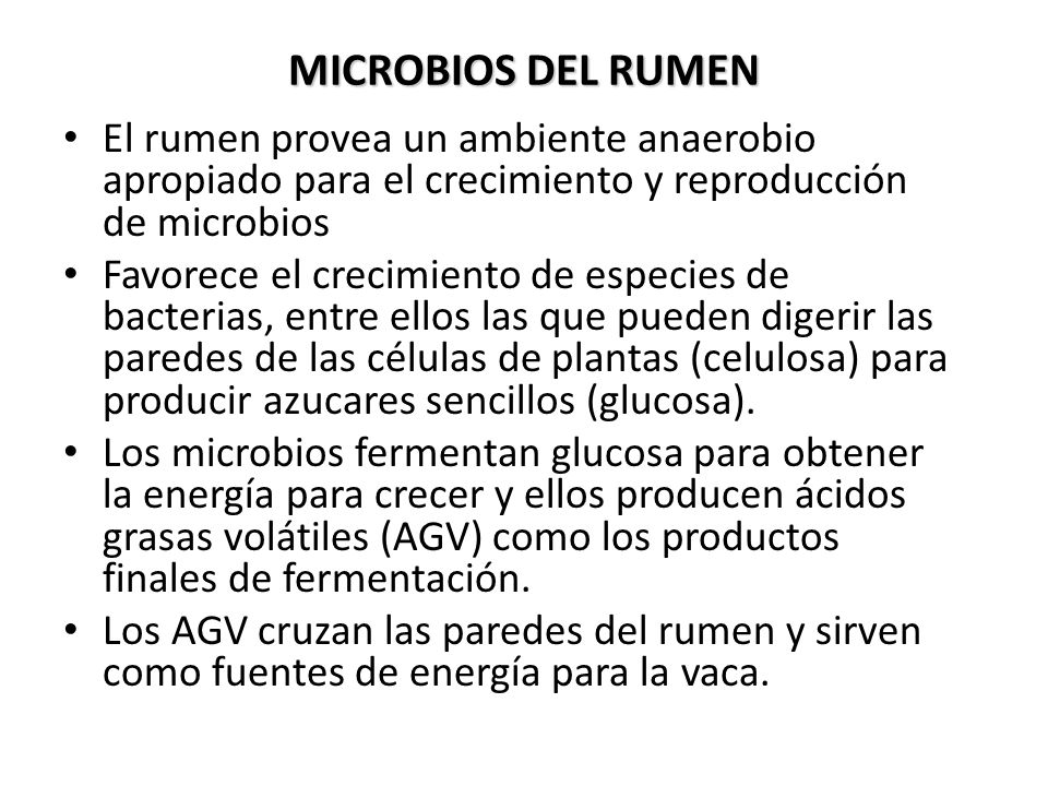 MICROBIOS DEL RUMEN El rumen provea un ambiente anaerobio apropiado para el crecimiento y reproducción de microbios.
