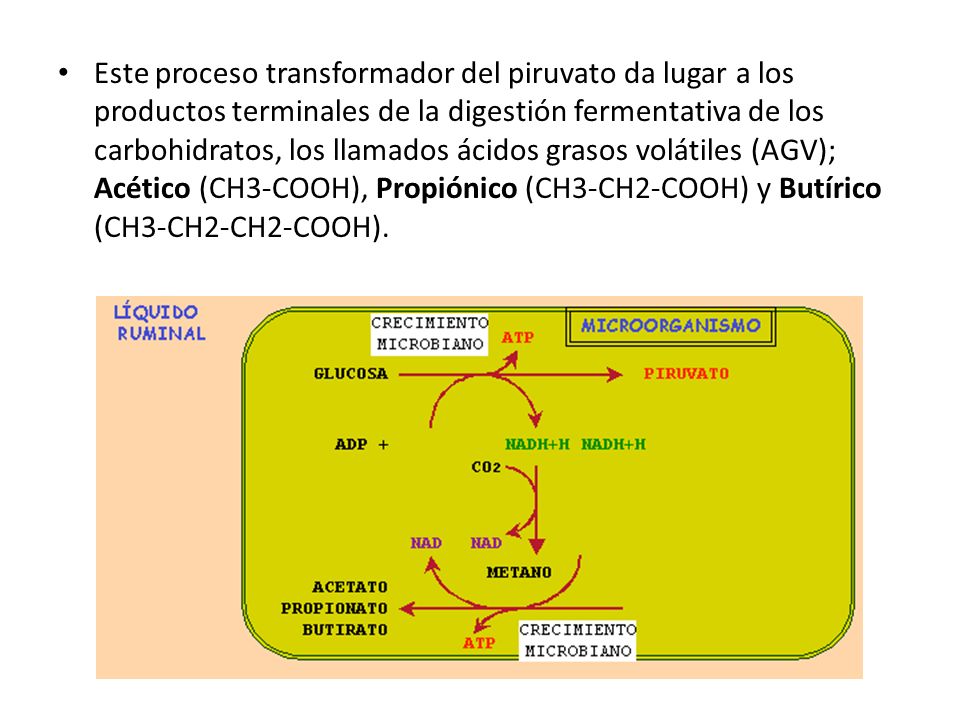Este proceso transformador del piruvato da lugar a los productos terminales de la digestión fermentativa de los carbohidratos, los llamados ácidos grasos volátiles (AGV); Acético (CH3-COOH), Propiónico (CH3-CH2-COOH) y Butírico (CH3-CH2-CH2-COOH).