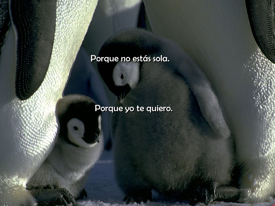 Porque no estás sola. Porque yo te quiero.