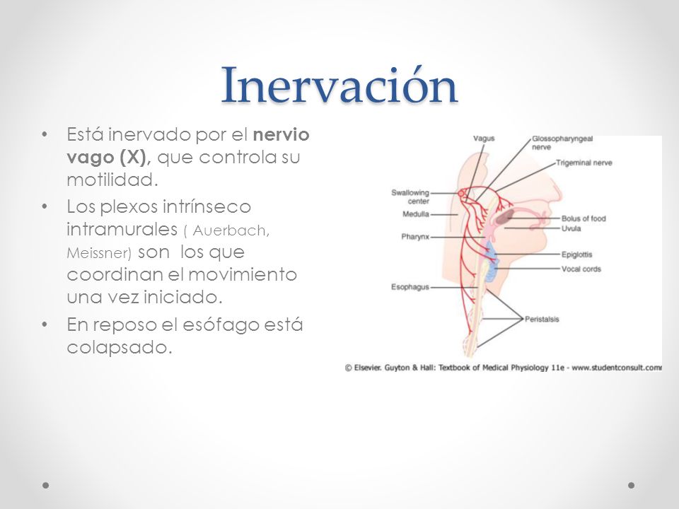 Inervación Está inervado por el nervio vago (X), que controla su motilidad.